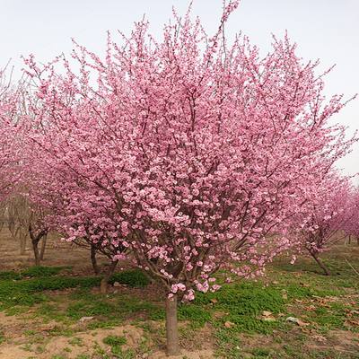 9��������÷ʲô�r(ji��)��