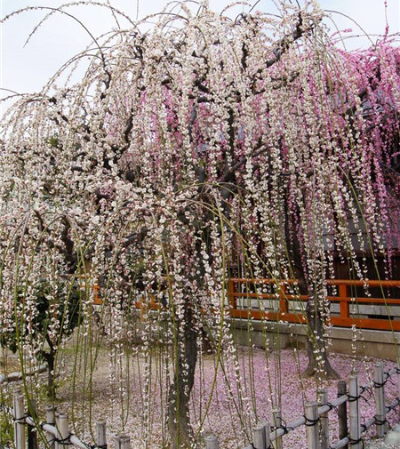 ��֦÷�������޼����g(sh��)��B