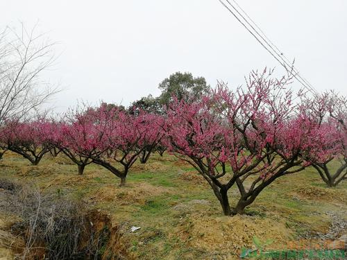 �����t÷���L(zh��ng)��(x��)��