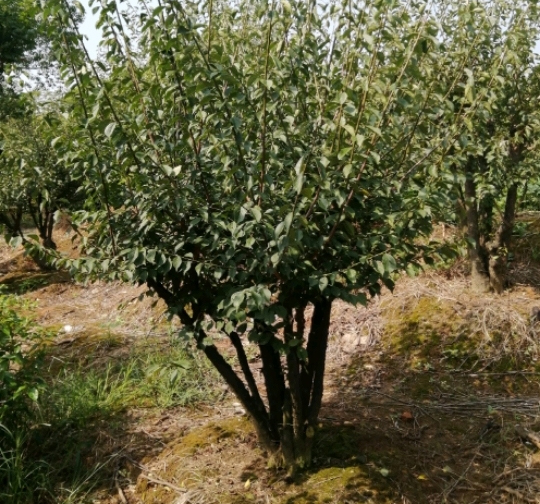 �����t÷���L(zh��ng)��(x��)��