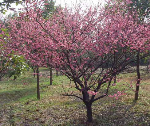 �t÷�r��_11���ֵļt÷Ҫ�����X?