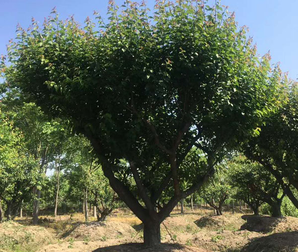 30���ּt÷��