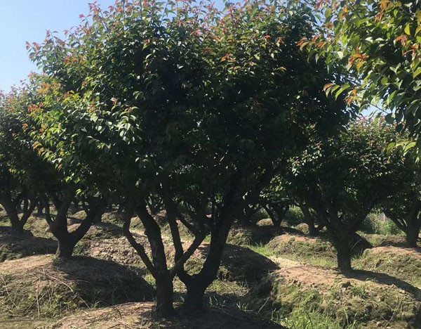 5-30���ּt÷��r���Ј�����