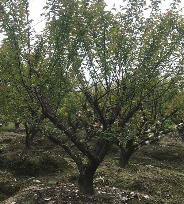 �t÷��޽ӷ��� �t÷��޽Ӻ���ι���