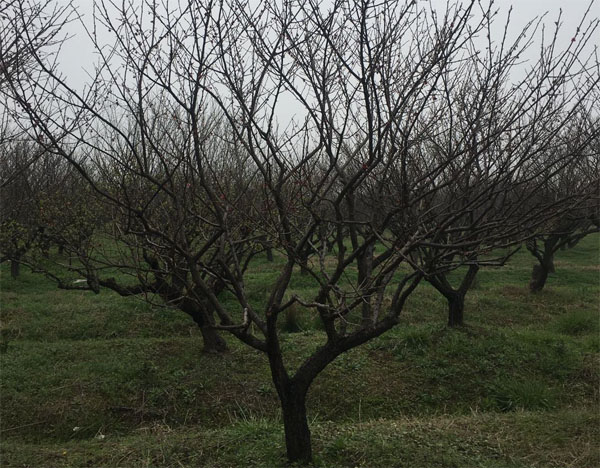 ԭ���t÷��(sh��)