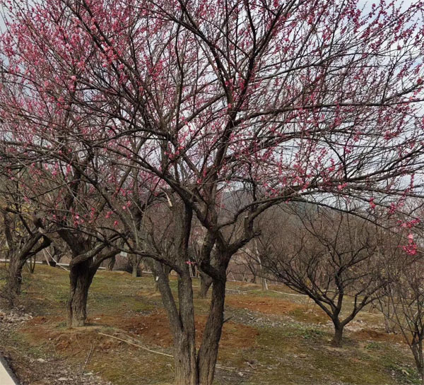 ԭ���t÷����