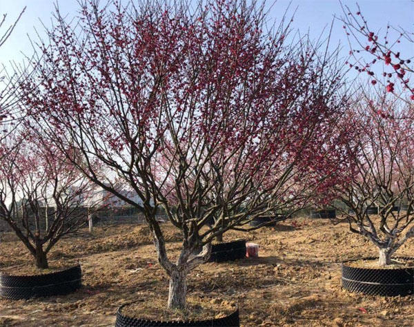 ԭ���t÷����