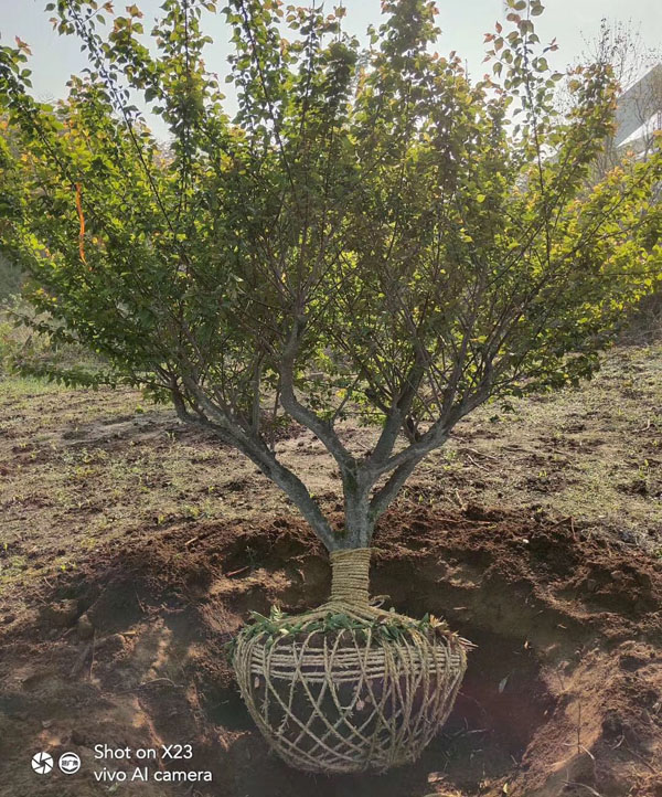 7���ּt÷��