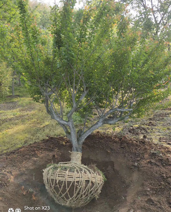 5���ּt÷�����Xһ����