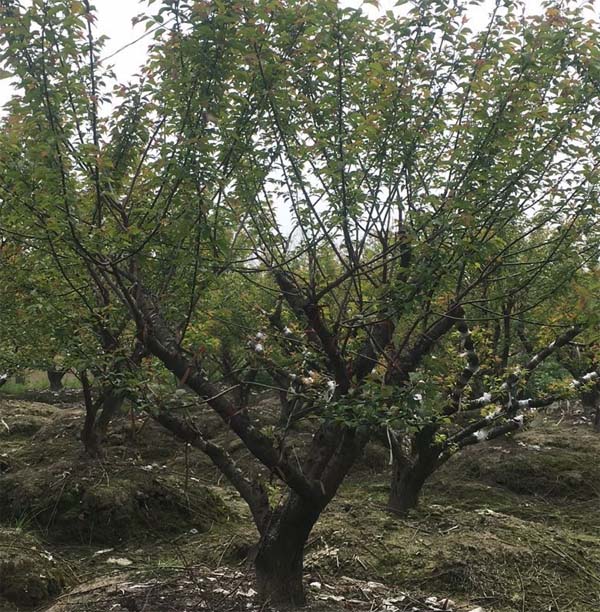 5���ּ޽Ӽt÷���Ј��r���Ƕ�����