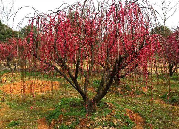 20���ִ��z÷