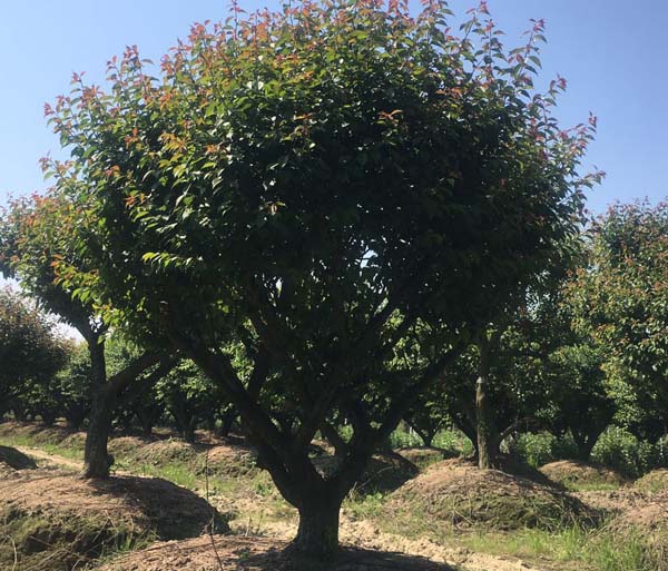 20������ɰ÷