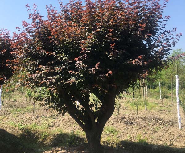 20��������÷