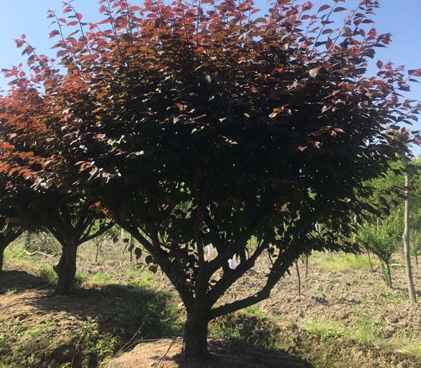 20��������÷