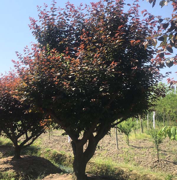 20��������÷