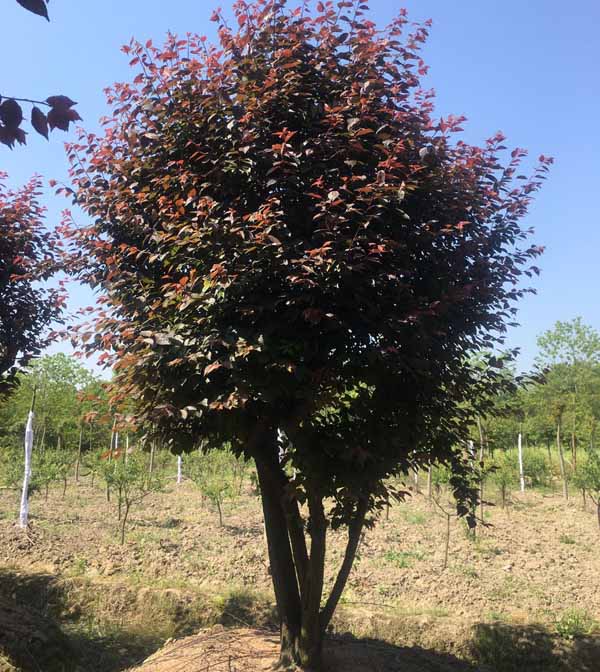 20��������÷