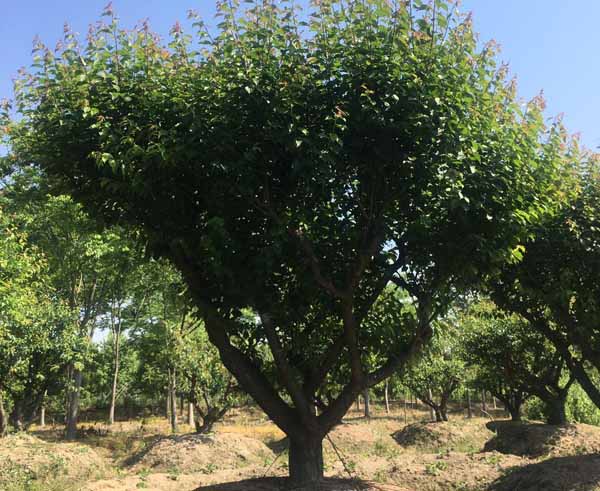 22���֌m��÷