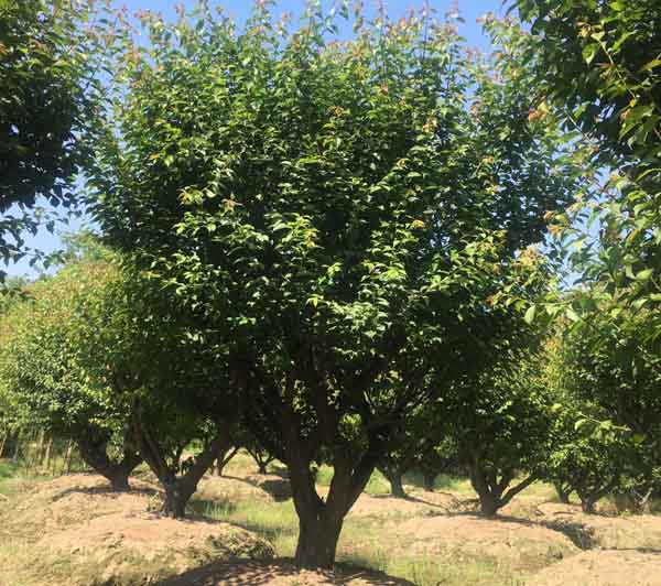 22���֌m��÷