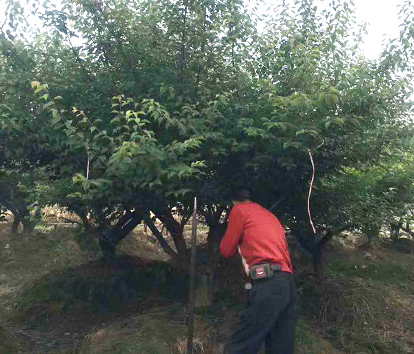 ���Լ޽Ӽt÷��(sh��)ȡ����