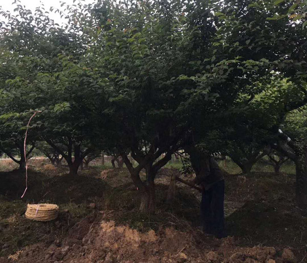 ���Լ޽Ӽt÷��(sh��)ȡ����