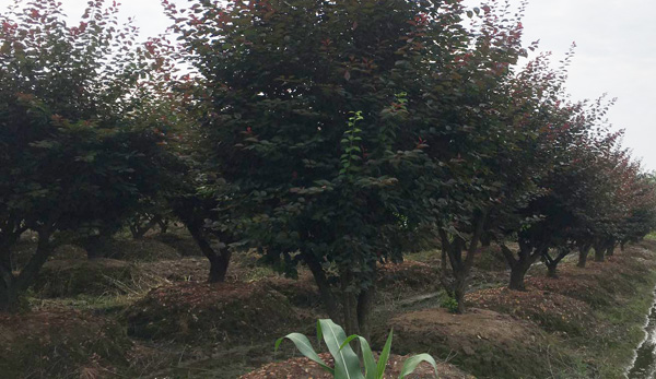 ȫ����ľ������β�ُ15���ּt÷