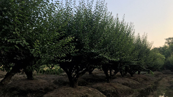 ȫ����ľ������β�ُ15���ּt÷