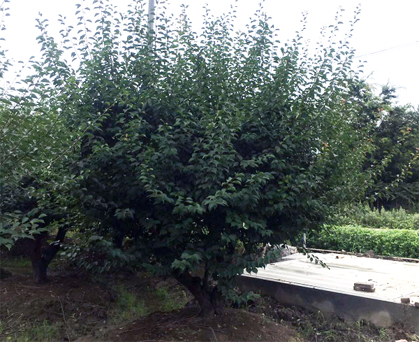 18���ּt÷��