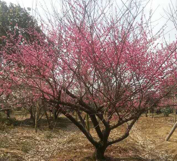 15-30�������Լ޽Ӽt÷