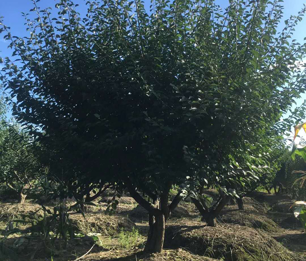 �t÷���ع���(y��ng)15-30�������Լ޽�����t÷