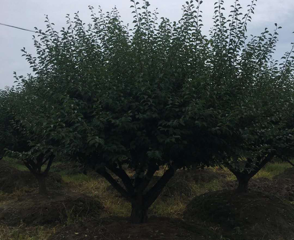 �t÷���ع���(y��ng)15-30�������Լ޽�����t÷