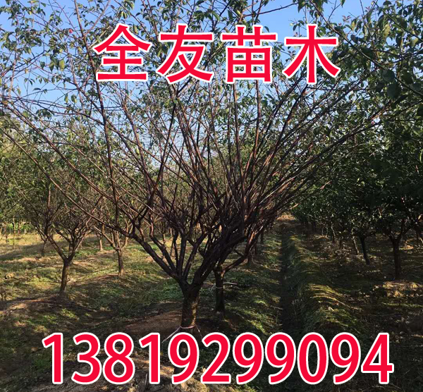 9���ּt÷���Ӻ���