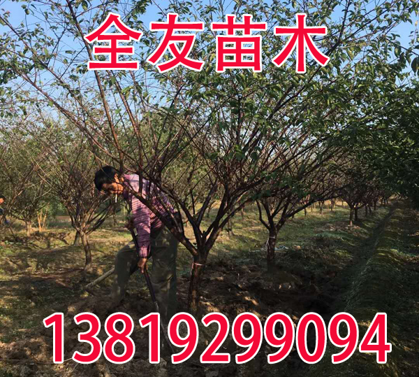 9���ּt÷����ȡ��