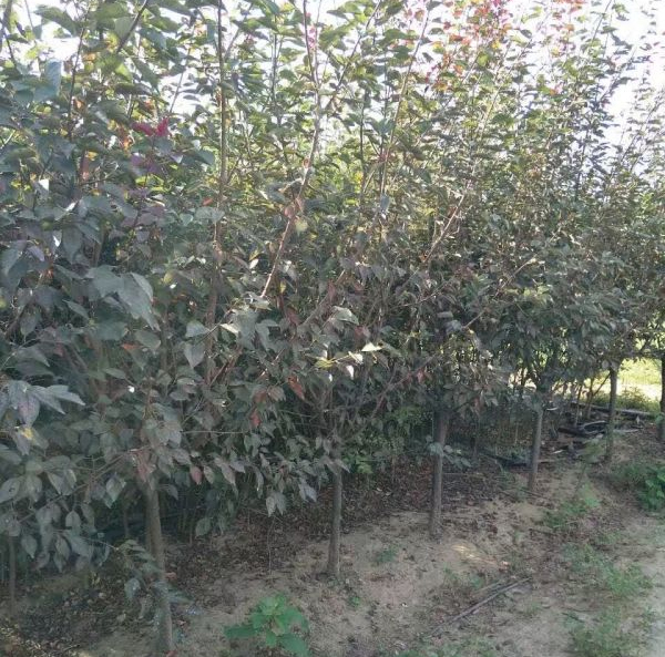 6��������÷���l(f��)���������