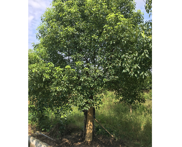 18��������