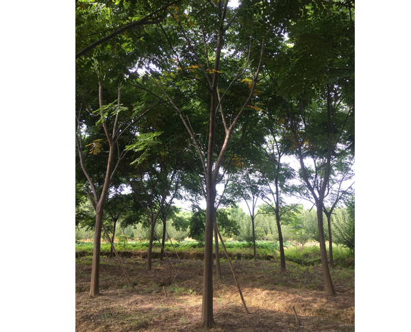 15�����Sɽ���