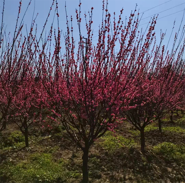 5-30���ּt÷����������