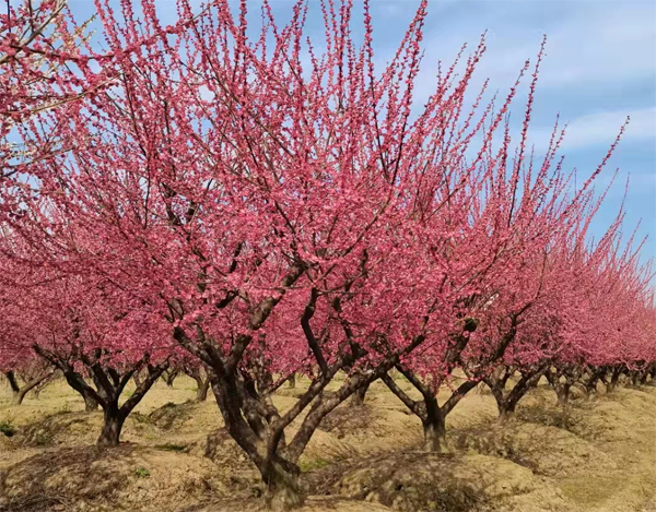 5-30���ּt÷����������