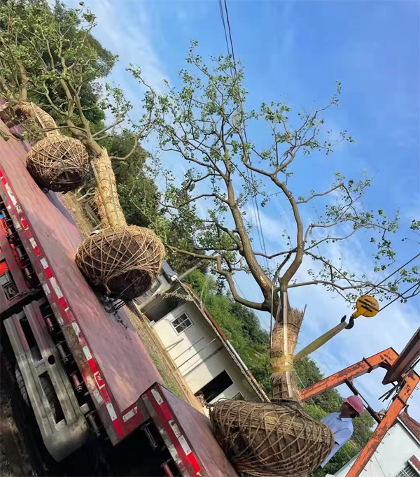 ����(y��ng)20-26���֏��U���굽�����ڄ�(chu��ng)�خa(ch��n)��