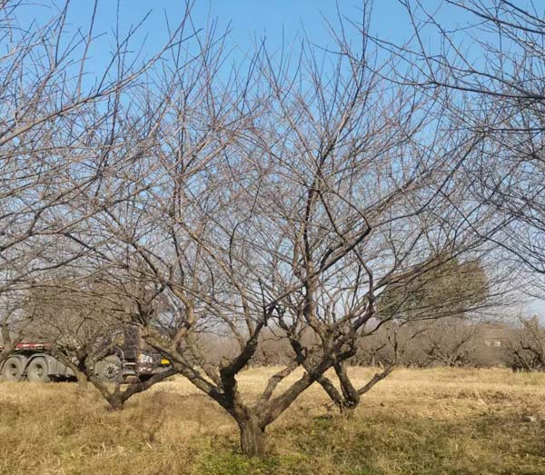 JƷ�Ř��t÷�����l(f��)