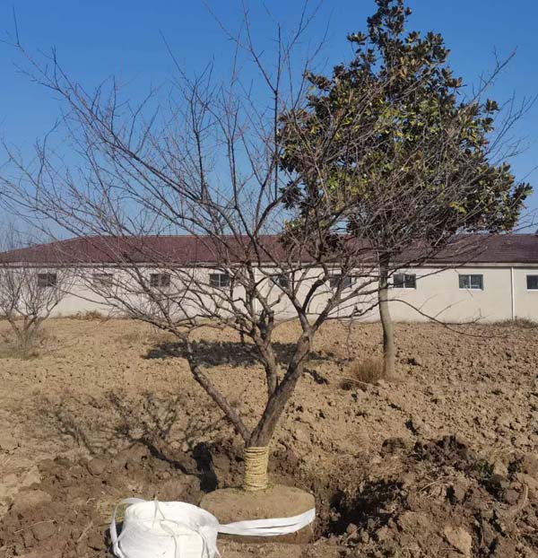 14����JƷ�t÷��ȡ�У��ȴ��͑��Լ��_܇�b؛��