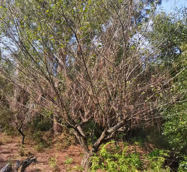 20-25����JƷ�Ř��t÷ȡ��l(f��)؛