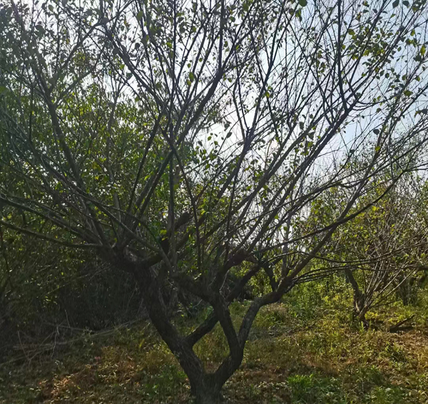 20-25����JƷ�Ř��t÷ȡ��l(f��)؛