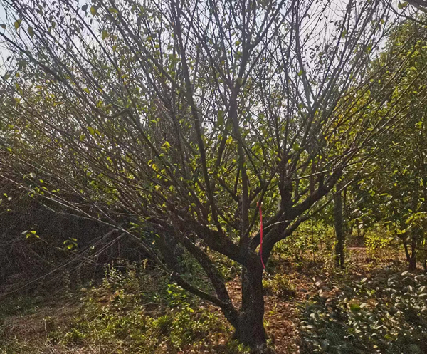 20-25����JƷ�Ř��t÷ȡ��l(f��)؛