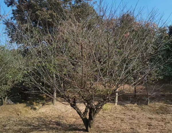 20-25����JƷ�Ř��t÷ȡ��l(f��)؛