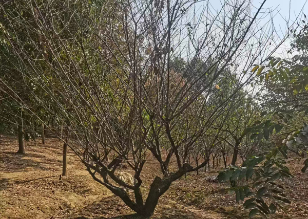 20-25����JƷ�Ř��t÷ȡ��l(f��)؛