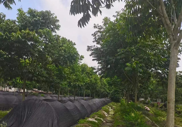 12���֟o(w��)����