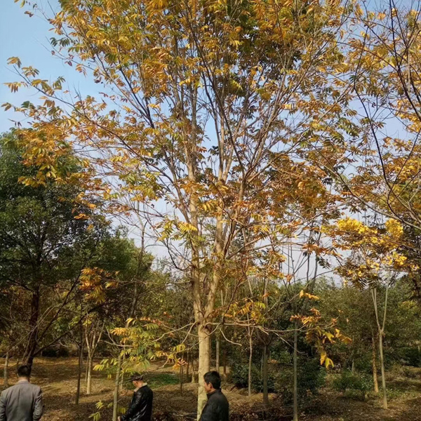 15���֟o����