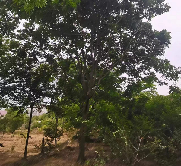 20���֟o����