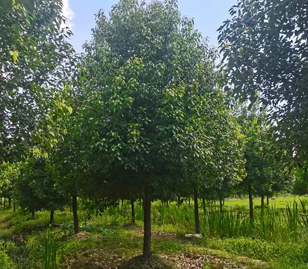 15����������(sh��)