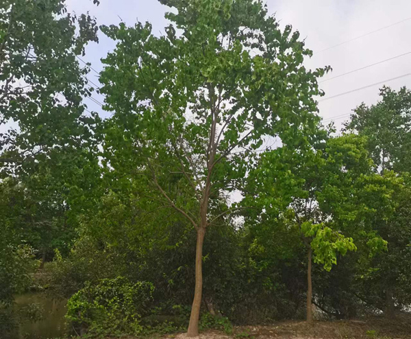 15���֞����